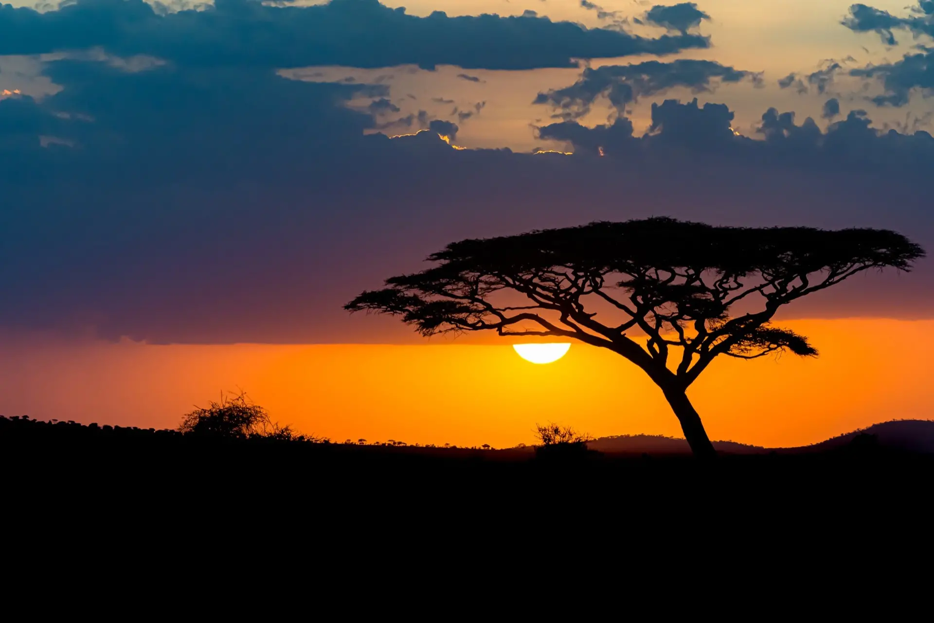 arbre dans la savane au coucher du soleil