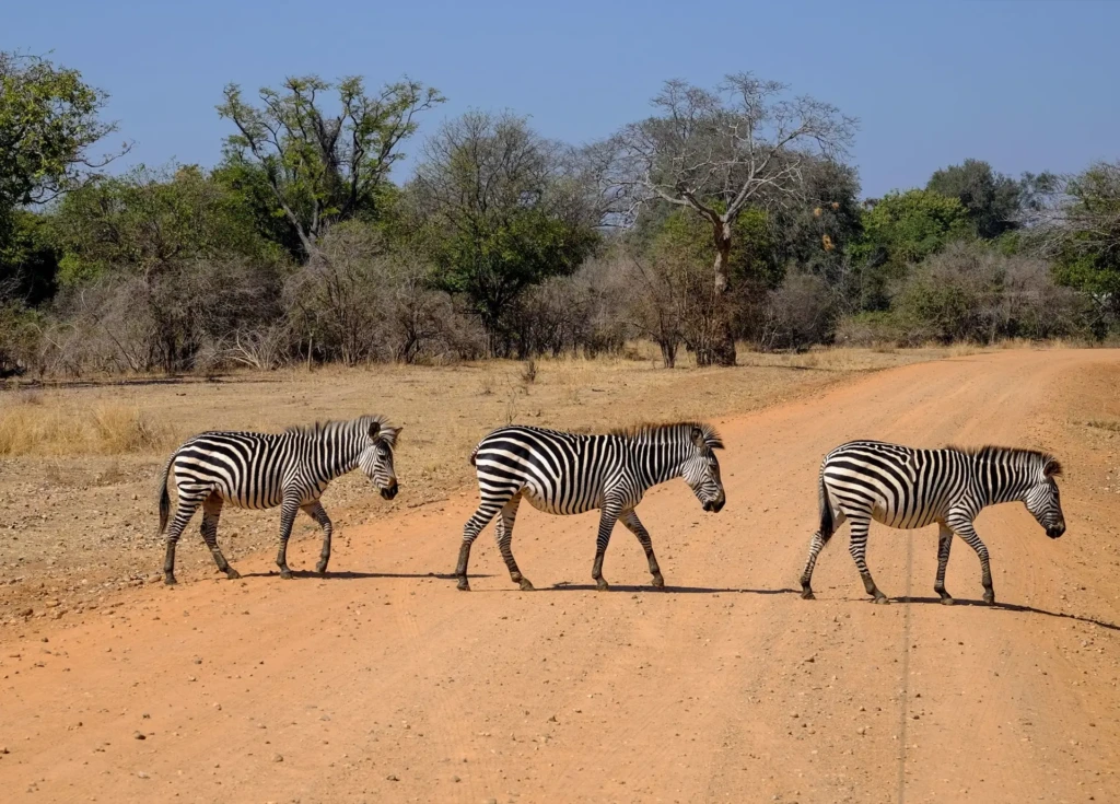 photo de trois zèbres traversant la route en safari photo