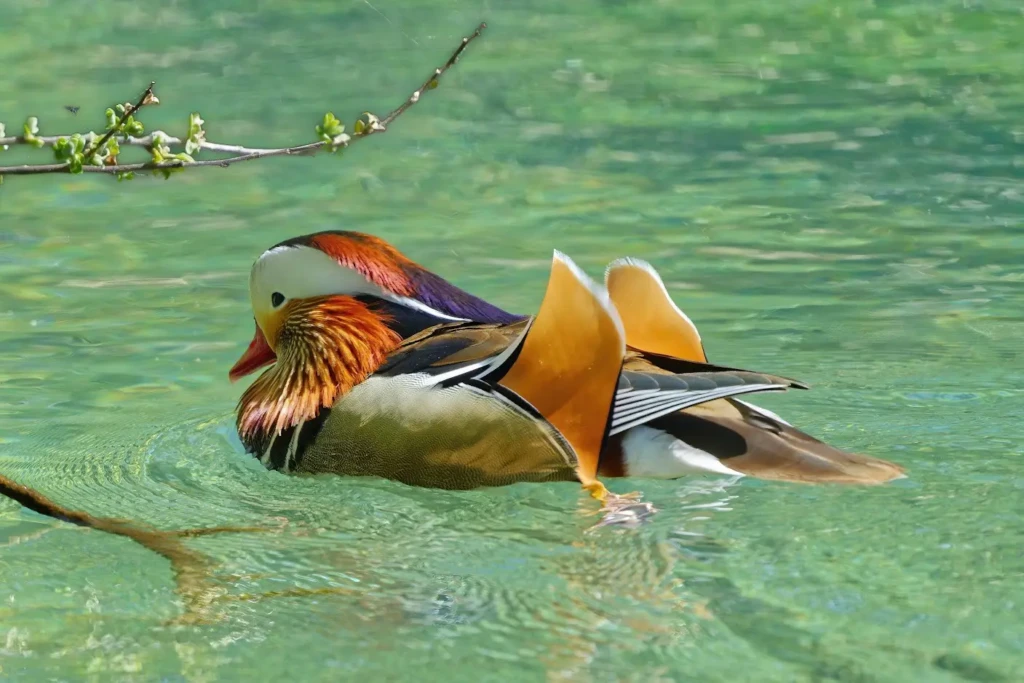 photo canard mandarin