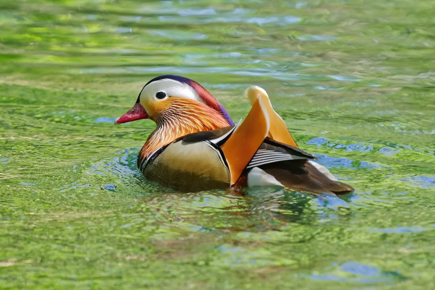 stage photo nature d'un canard mandarin au fil de la rivière de la Sorgue.