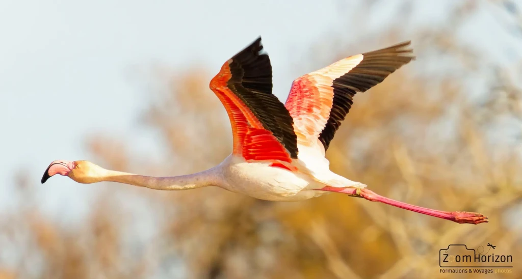 flamant rose en plein vol