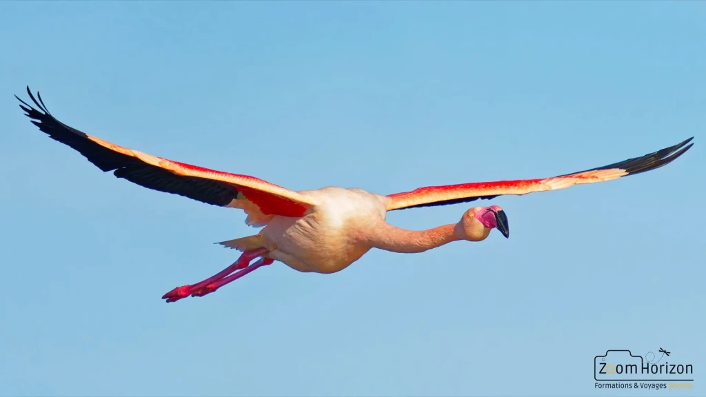 flamant rose vole dans le ciel bleu