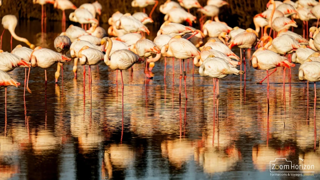 photo flamants roses en Camargue reflet dans l'eau