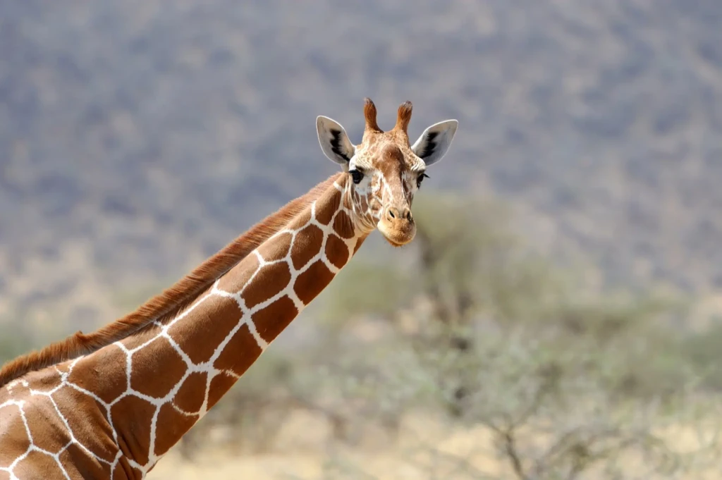 gros plan photo d'une girafe, voyage en Tanzanie