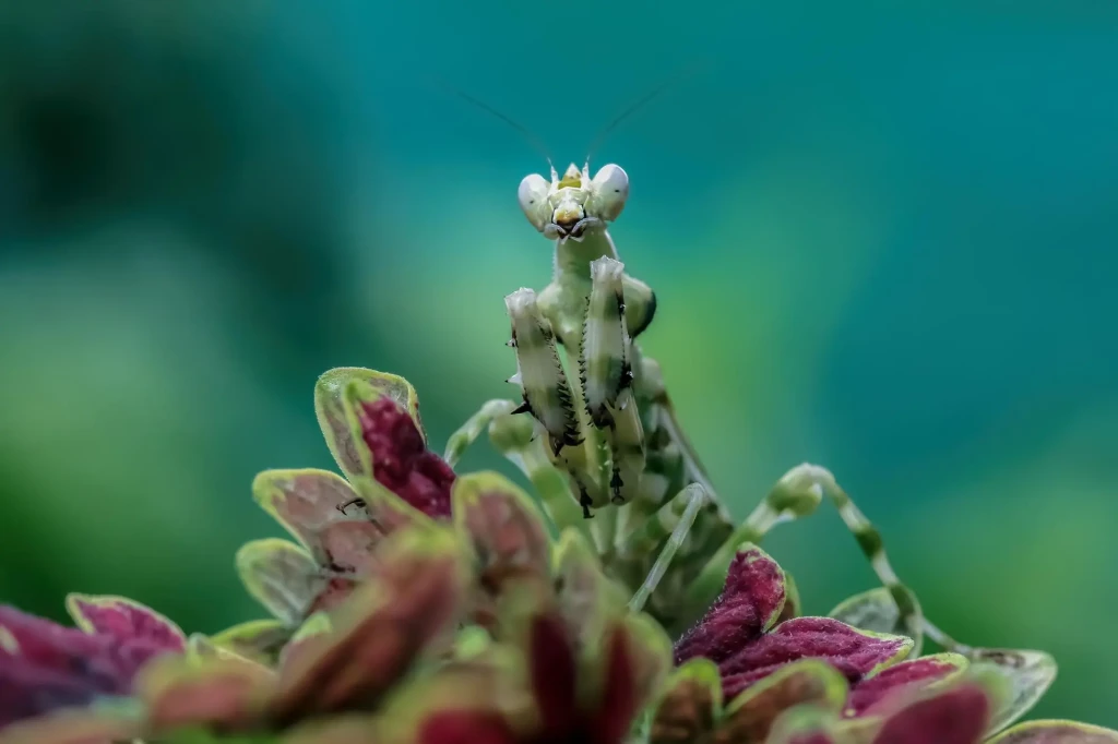 Mante fleur à bandes sur une branche