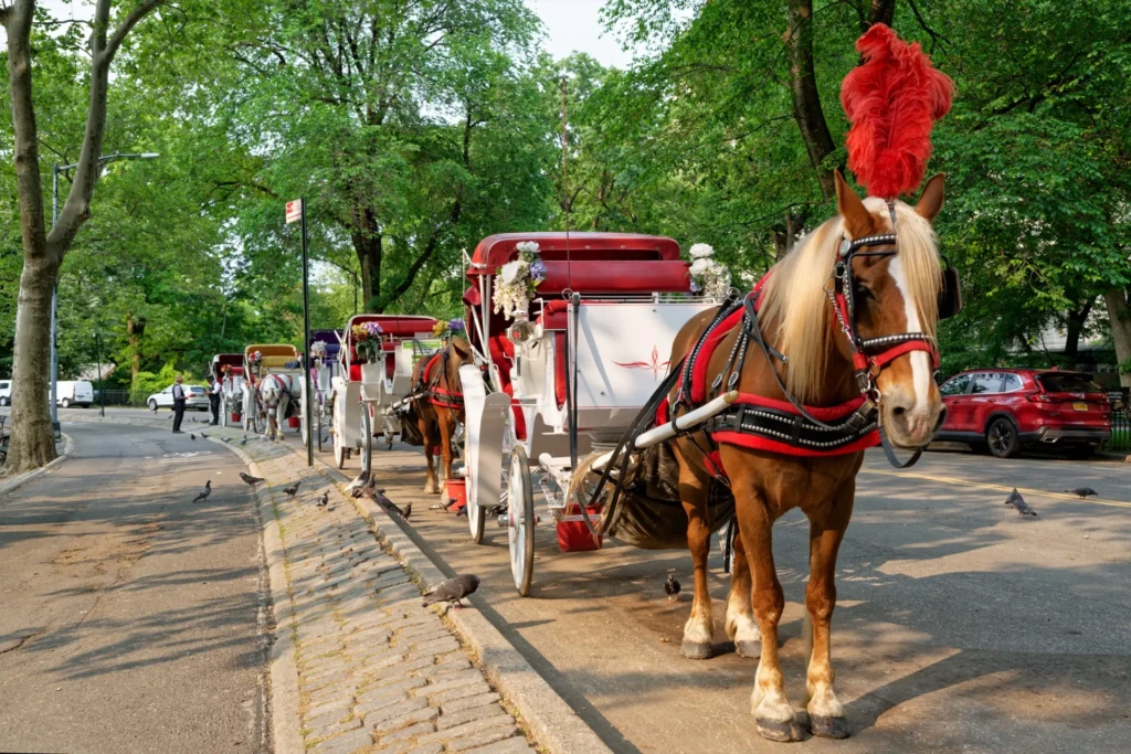 photo calèche Central Park New York