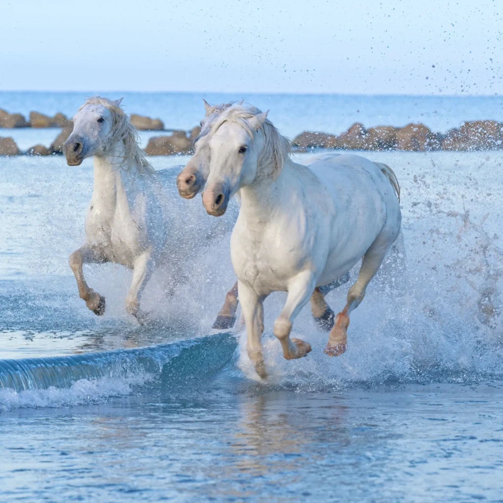 photo carree chevaux camargue