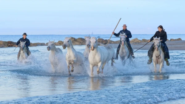 stage camargue 2 jours