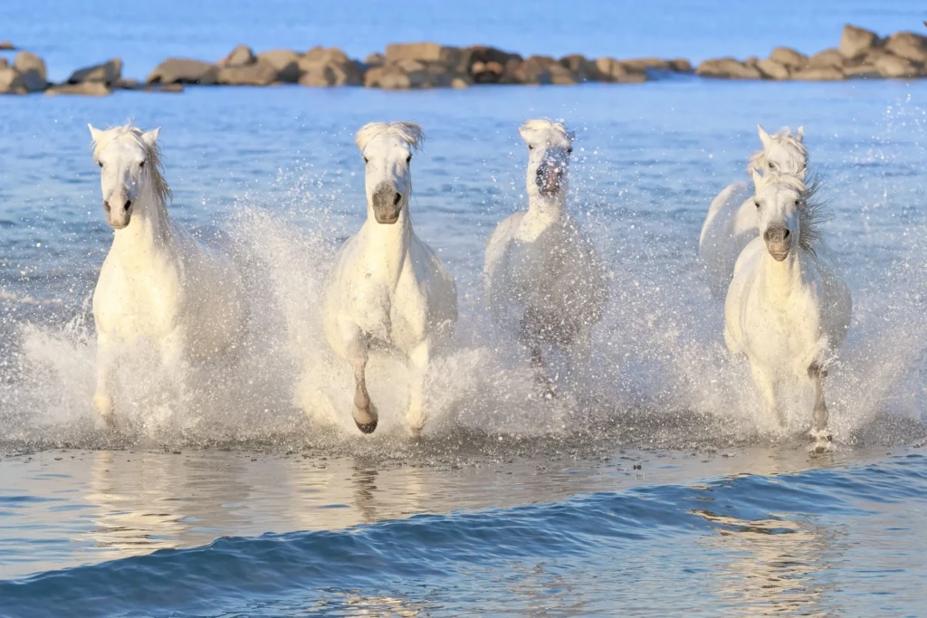 stage camargue chevaux dans l’eau