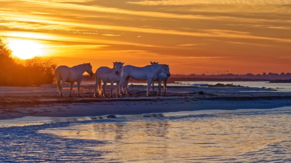 stage photo camargue en hiver chevaux au coucher du soleil