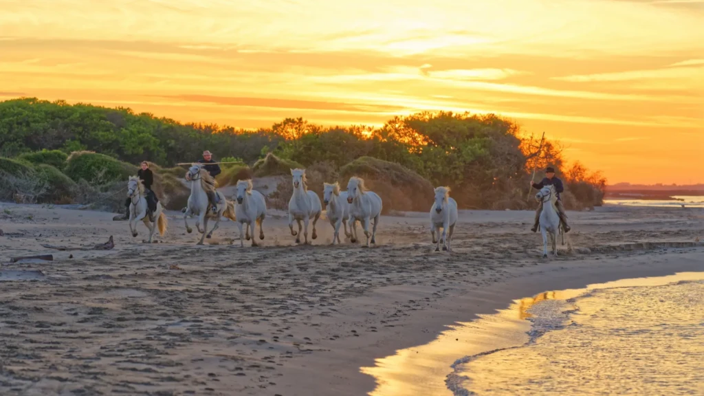 stage photo camargue en hiver chevaux sur la plage