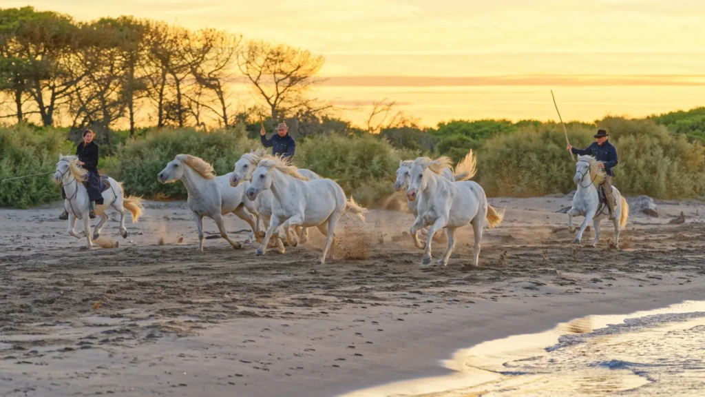 stage photo camargue en hiver manade