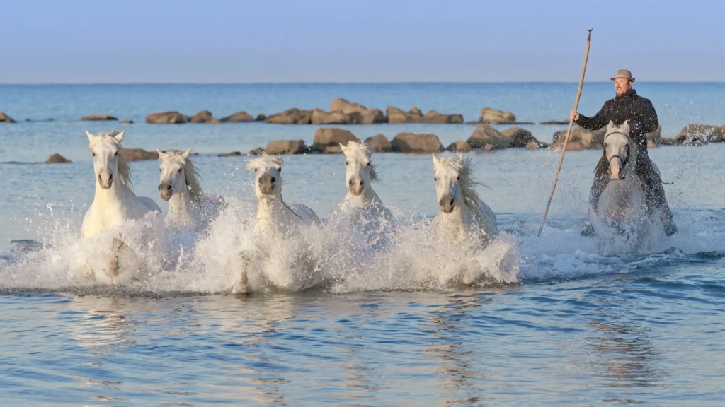 stage photo en camargue