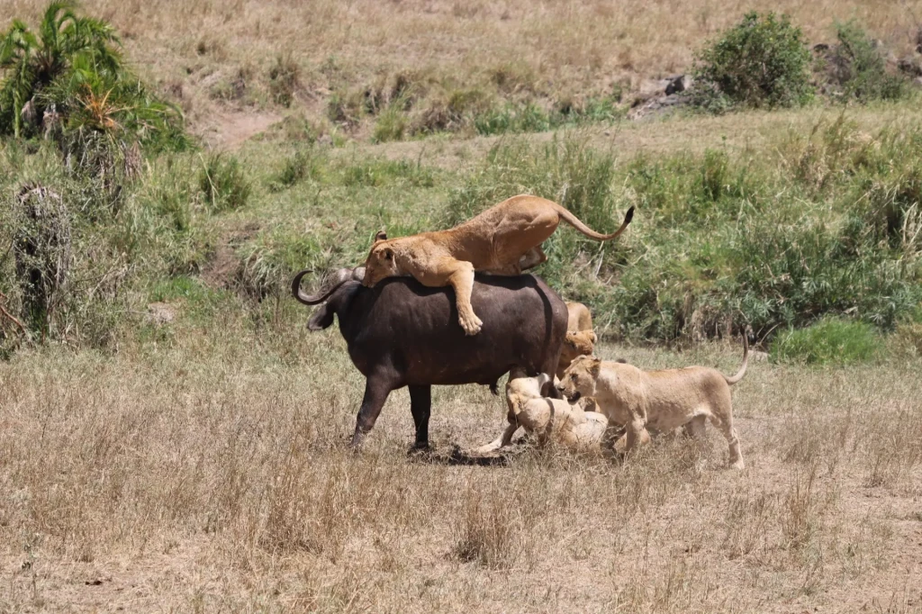 voyage photo tanzanie animaux sauvages