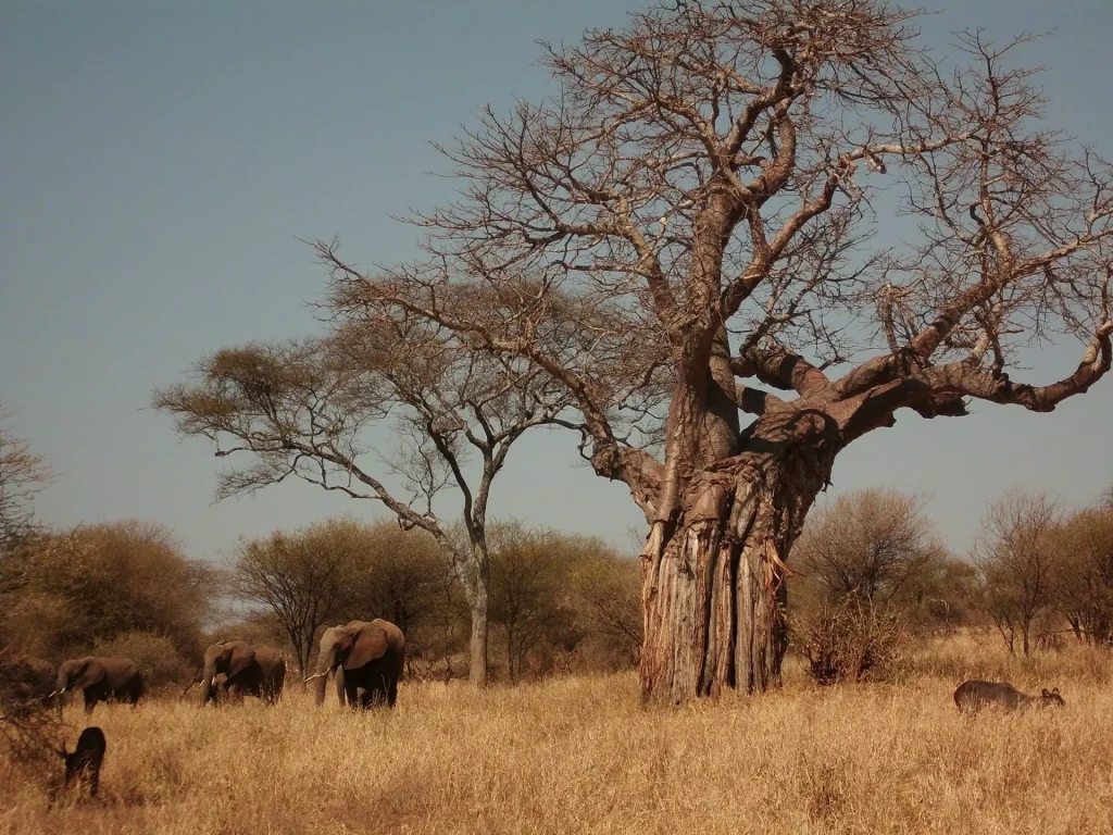 voyage photo tanzanie elephants