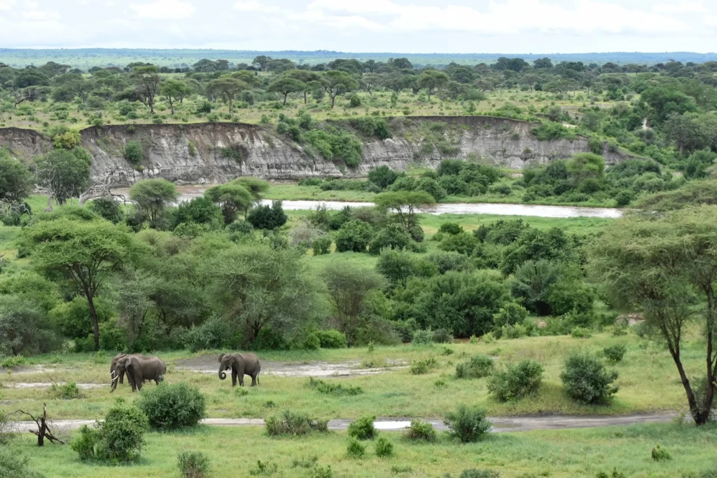voyage photo tanzanie elephants nature