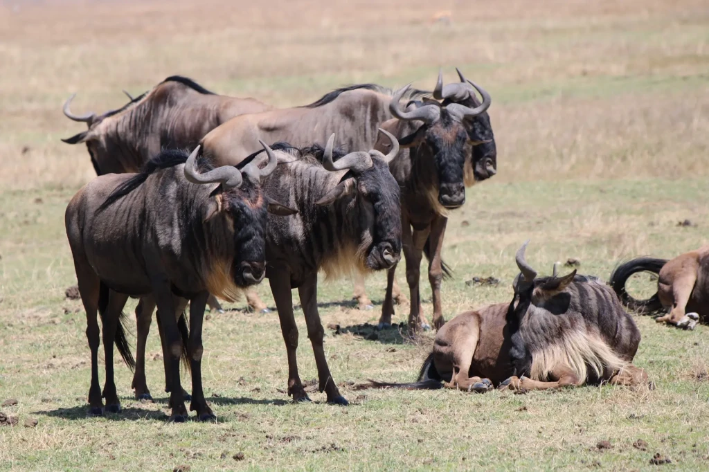 voyage photo tanzanie gnous