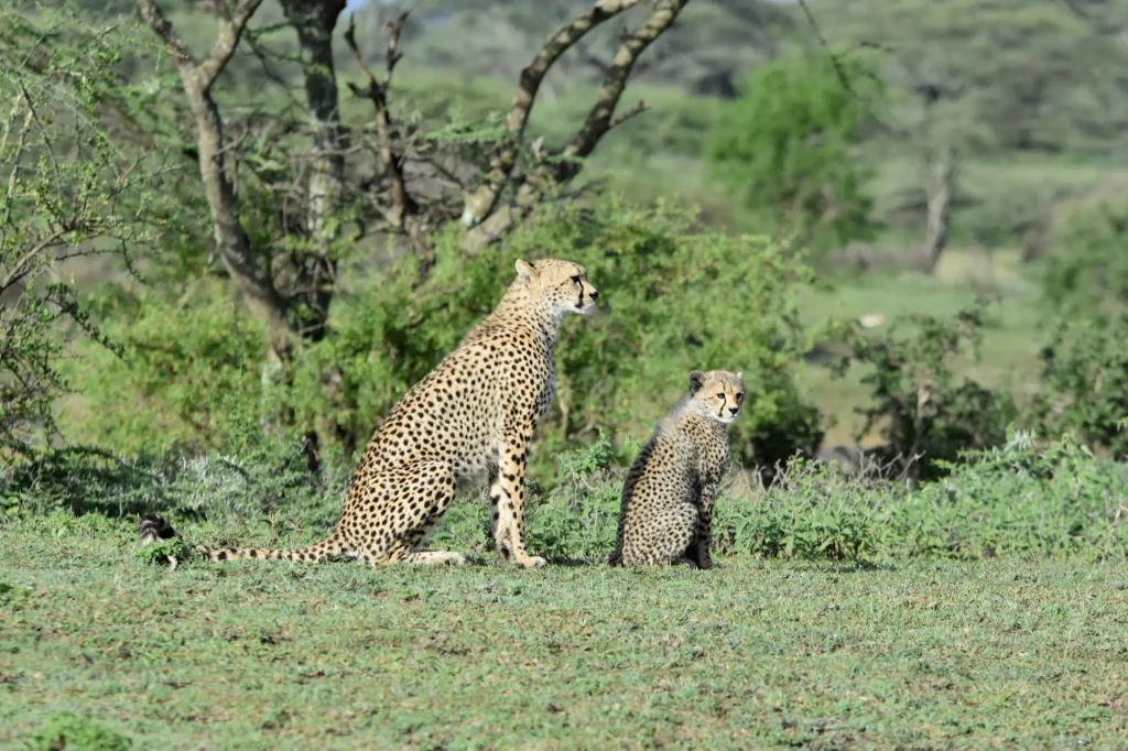 voyage photo tanzanie guépards