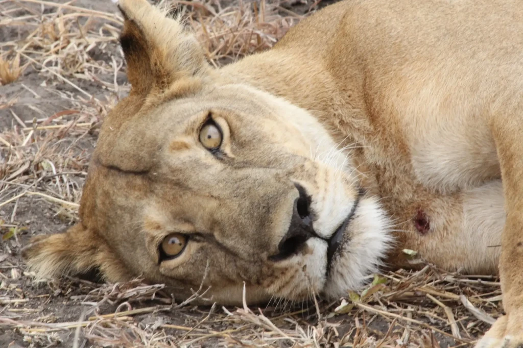 voyage photo tanzanie lion en gros plan