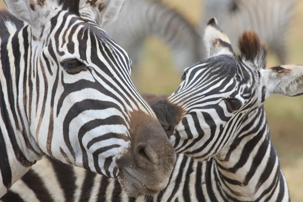 voyage photo tanzanie zebres