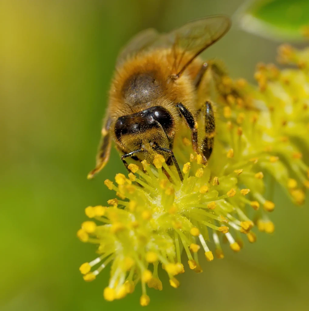 zoom horizon abeille gros plan