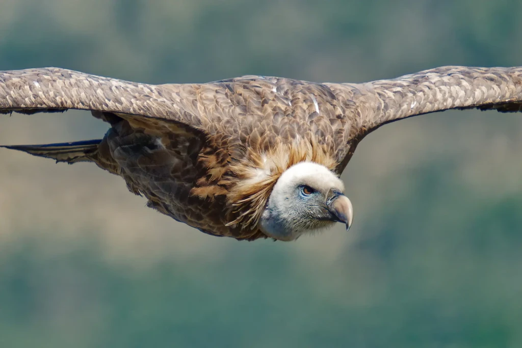 zoom horizon aigle
