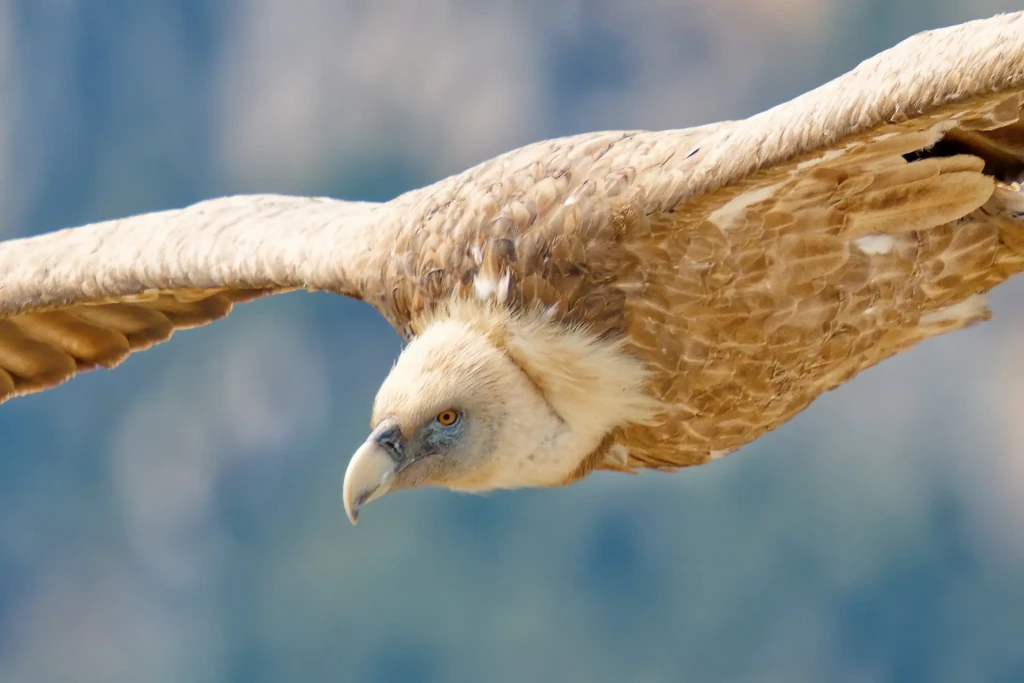zoom horizon aigle brun