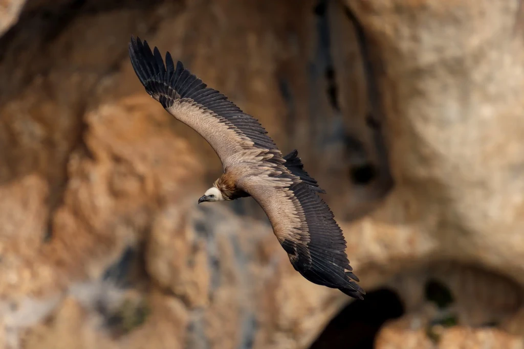 zoom horizon aigle marron