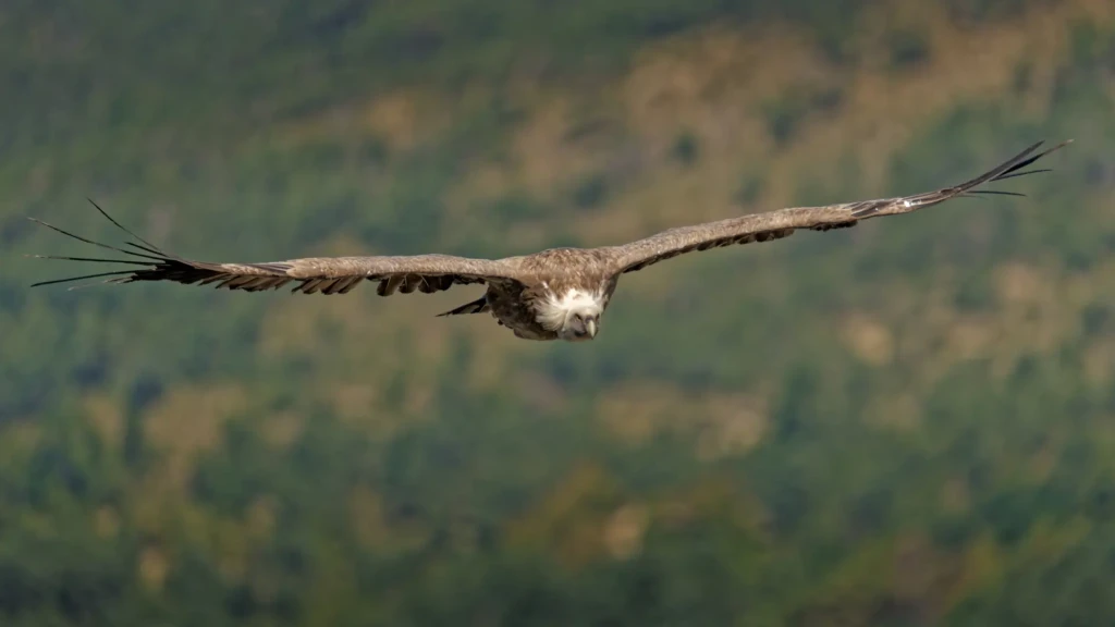 aigle qui plane