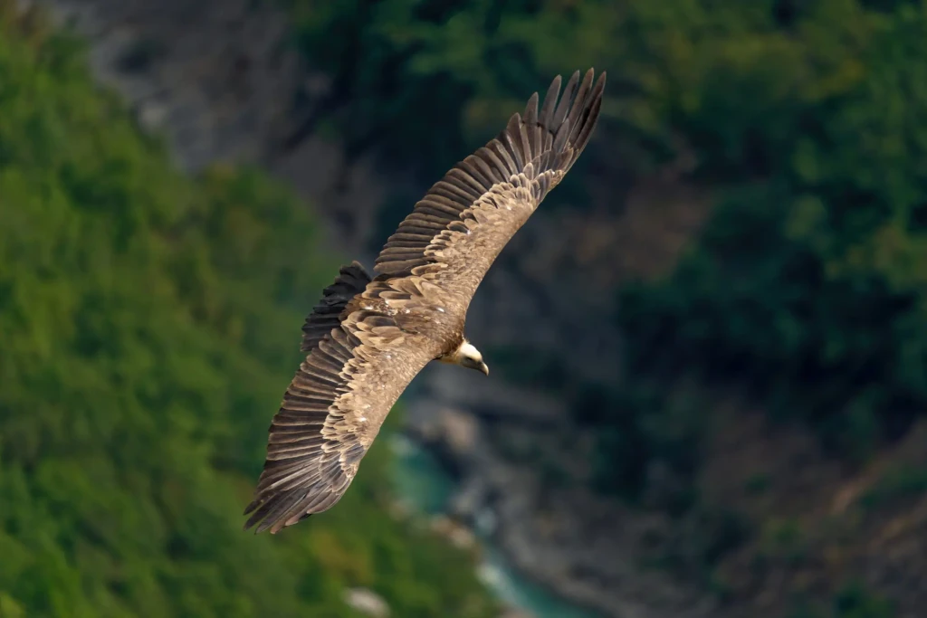 zoom horizon aigle vue au-dessus