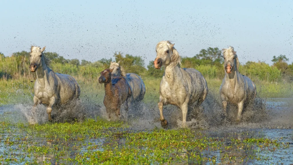 zoom horizon chevaux camargue
