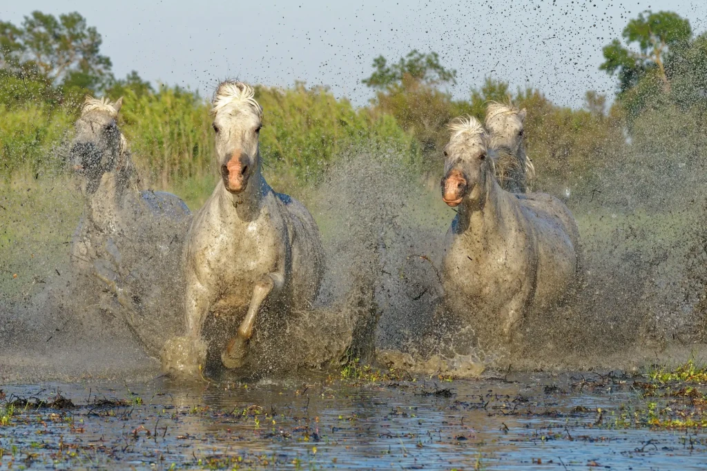 zoom horizon chevaux camargue de face