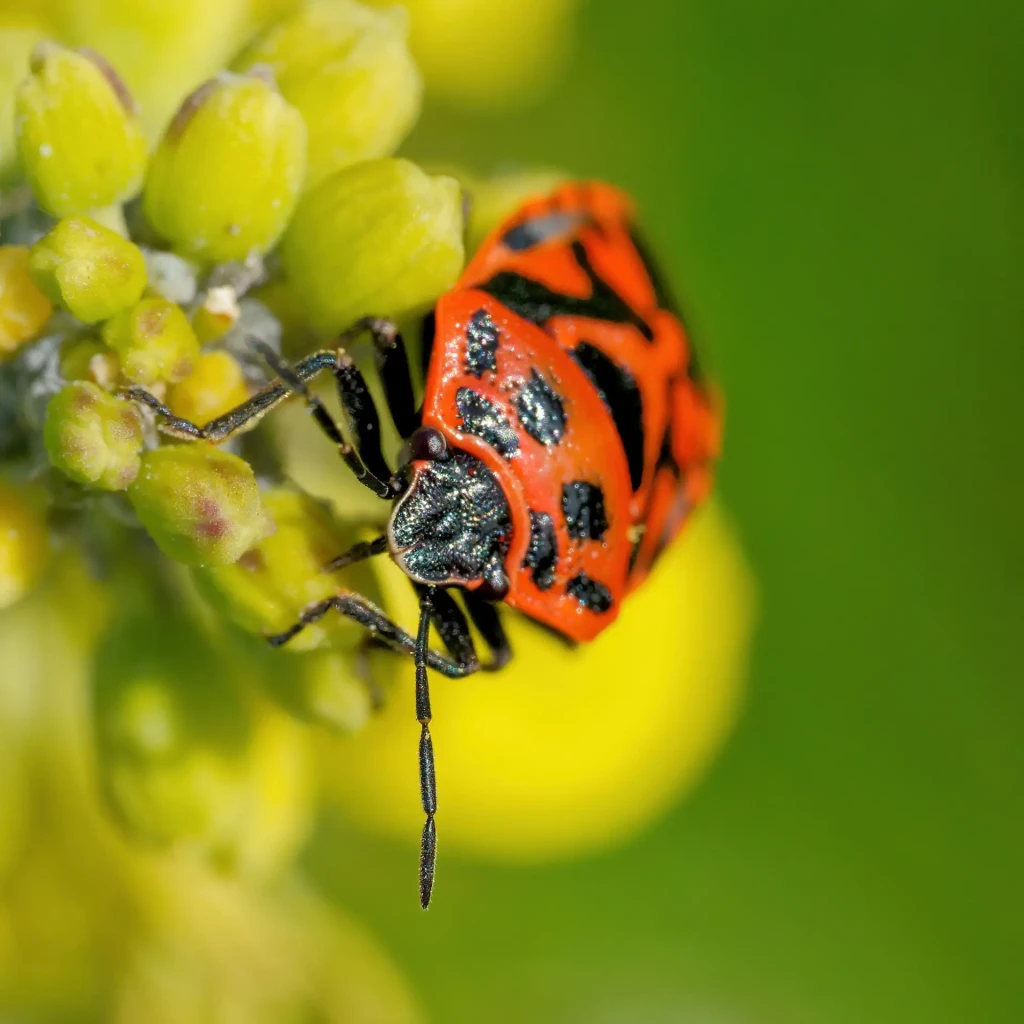 zoom horizon coccinelle