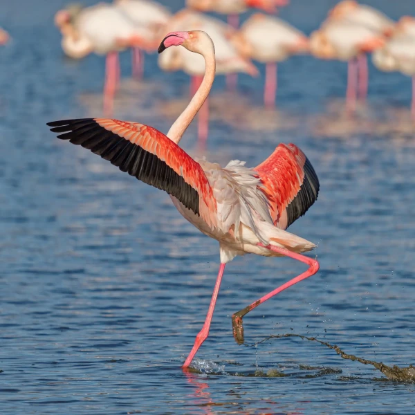 zoom horizon flamand rose gros plan