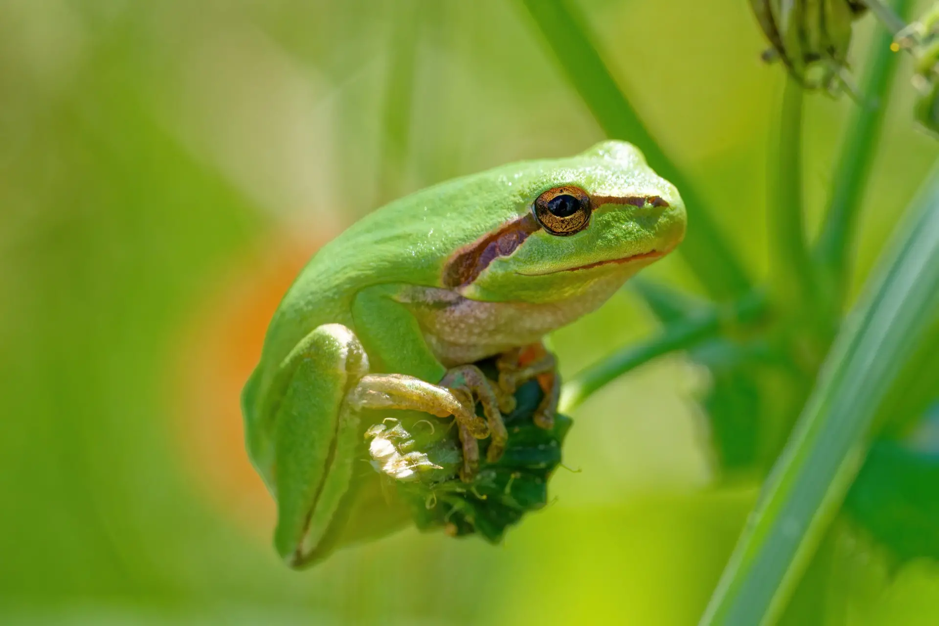 zoom horizon grenouille