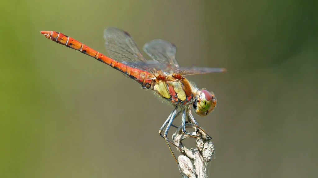 libellule formations CPF zoom horizon