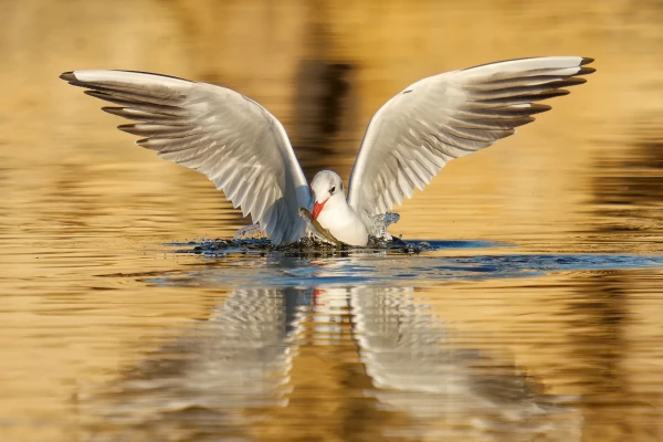 zoom horizon mouette