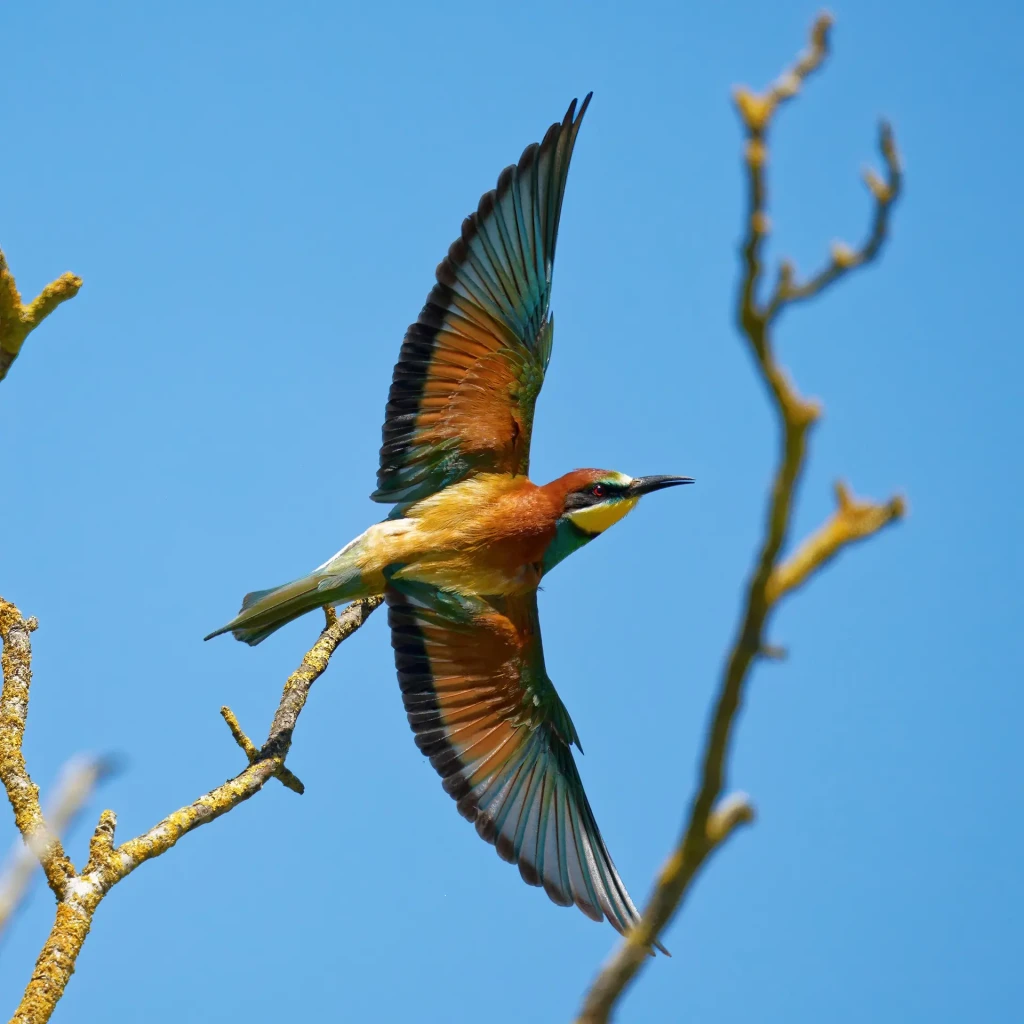 zoom horizon oiseau 1