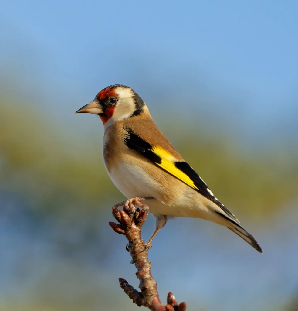 zoom horizon oiseau