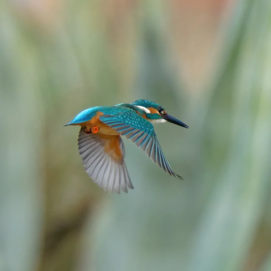 zoom horizon oiseau