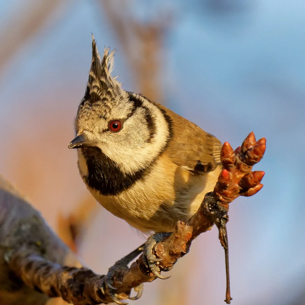 zoom horizon oiseau